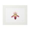 Framed botanical illustration of a pink and yellow orchid flower.