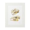 Framed vintage illustration of two animal skulls, possibly rodents.