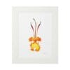 Framed botanical illustration of a vibrant orange and yellow flower with long stamens.