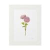 Elegant framed illustration of pink ranunculus flowers.