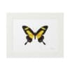 Framed artwork of a yellow and black butterfly illustration.