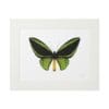 Illustration of a green and black butterfly framed in white.