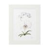 Delicate white orchid illustration with green leaves in a simple white frame.