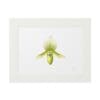 Minimalist botanical illustration of a green orchid on white background.