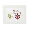 A botanical illustration of green and burgundy orchids on white paper.