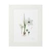 Minimalist botanical artwork with delicate plant illustrations.