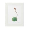 Framed botanical illustration of a succulent with a tall flowering stalk.