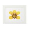 A framed artwork of a yellow flower with five petals.
