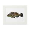 Framed artwork of a detailed fish illustration.
