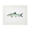 Illustration of a fish with a greenish top and silvery bottom on white background.