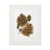 Framed artwork featuring three pine cones on a white background.