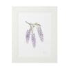 Delicate watercolor painting of lavender wisteria flowers framed in white.