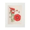Illustration of vibrant red poppies with green stems and buds.