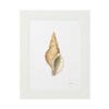 Illustration of a seashell with a white frame.