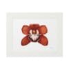 A framed illustration of a red orchid flower with detailed petals.