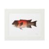 A framed illustration of a red fish on a white background.