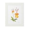 Framed botanical illustration featuring detailed yellow and orange flowers.