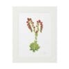 Framed botanical illustration of a flowering plant with red and green hues.