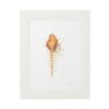 A detailed illustration of an orange seashell framed in white.