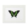 A vibrant green and black butterfly illustration framed in white.