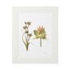 Framed botanical print featuring two detailed flowers on white background.