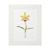Framed botanical illustration of a yellow orchid with green leaves.