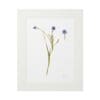 Framed botanical illustration of delicate blue flowers.