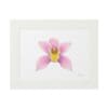 Framed artwork of a pink orchid flower with a yellow center.