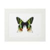Colorful butterfly artwork with vibrant green and orange wings.