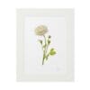Framed botanical illustration of a white flower with green leaves.
