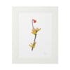 Minimalist artwork featuring a single flower stem with a red bud and yellow petals.