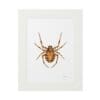Framed artistic illustration of a spider with detailed patterns.