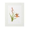 Framed botanical illustration of an orange orchid with green leaves.