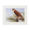 Illustration of a brown hawk perched on grass.