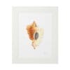 Framed artwork featuring a detailed seashell illustration.