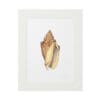 A framed botanical illustration of a golden seed pod.