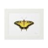 A detailed yellow and black butterfly illustration in a white frame.