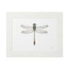 Detailed dragonfly illustration with delicate wings on white background.