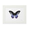 Framed artwork of a black and purple butterfly on white background.