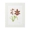Framed botanical illustration of a brown and yellow orchid with green leaves.