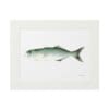 A framed illustration of a fish in muted colors.