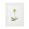 Framed botanical illustration of a green flowering plant with leaves.