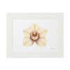 A delicate orchid illustration in a white frame.