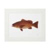 A realistic illustration of a brown fish on white paper.