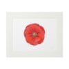 A red poppy flower illustration framed in white.