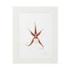 Abstract art of a starfish-like figure in reddish tones framed in white.