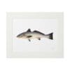 Minimalist framed illustration of a fish on white background.