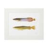 Two fish specimens displayed side by side on a white background.
