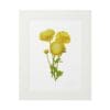 Yellow ranunculus flowers illustration in a white frame.