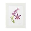 Framed botanical illustration of pink orchids with green leaves.